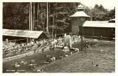 Im Freibad - Villach - alte historische Fotos Ansichten Bilder Aufnahmen Ansichtskarten 