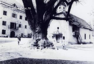 Unterloibl alte Linde - Klagenfurt Land - alte historische Fotos Ansichten Bilder Aufnahmen Ansichtskarten 