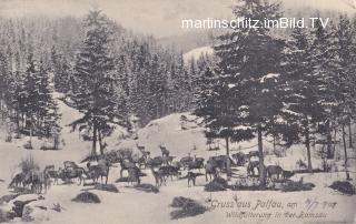 Palfau in der Ramsau, Wildfütterung  - Steiermark - alte historische Fotos Ansichten Bilder Aufnahmen Ansichtskarten 