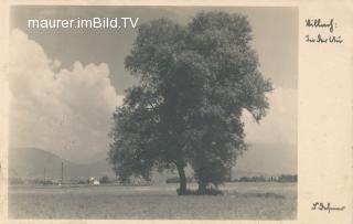 Villach - Auen - Kärnten - alte historische Fotos Ansichten Bilder Aufnahmen Ansichtskarten 