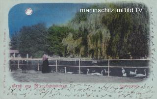 Wien Schönbrunn, Schwanenteich - Mondscheinkarte - Wien 13.,Hietzing - alte historische Fotos Ansichten Bilder Aufnahmen Ansichtskarten 