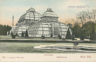 Palmenhaus - Oesterreich - alte historische Fotos Ansichten Bilder Aufnahmen Ansichtskarten 
